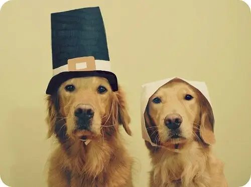 40 Thanksgiving Recipes