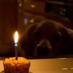 A dog looking at a cupcake with a candle in it.