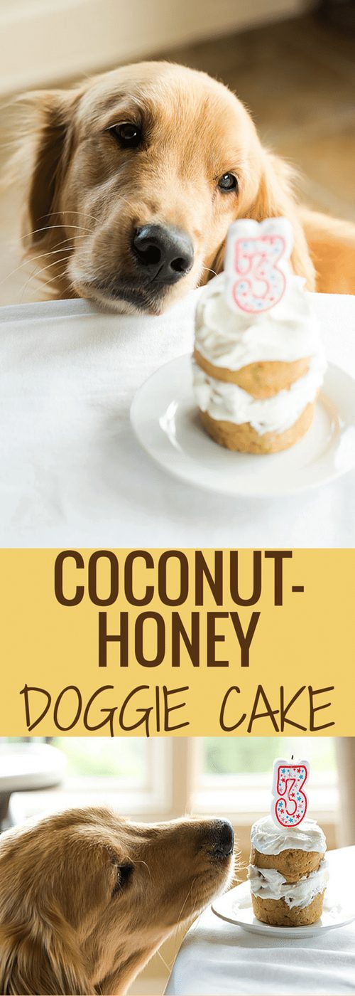 A straightforward coconut-honey doggy cake made with only a handful of ingredients and reliable for celebrating your pup's birthday!