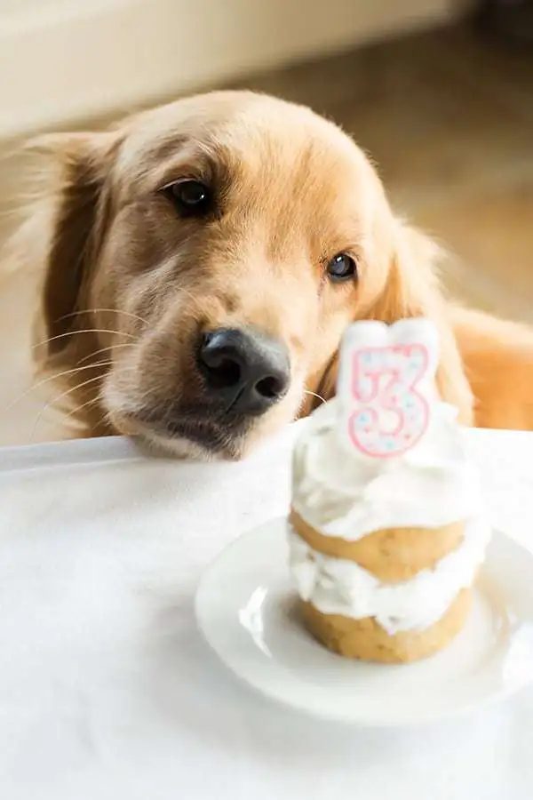 Coconut-Honey Doggy Cake [Happy 3rd Birthday, Duke!]
