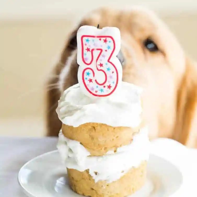 Coconut-Honey Doggy Cake [Happy 3rd Birthday, Duke!]