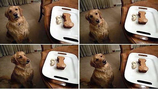 Dog Birthday Cake