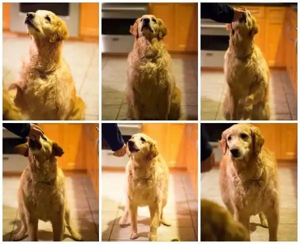 Doggie Pupcakes, served with Yogurt-Peanut Butter Frosting