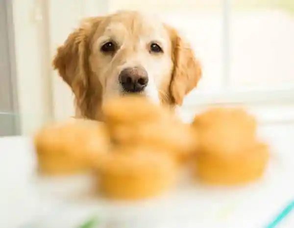 Doggie Pupcakes, served with Yogurt-Peanut Butter Frosting