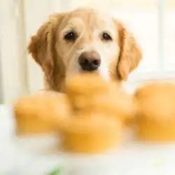 Doggie Pupcakes, served with Yogurt-Peanut Butter Frosting