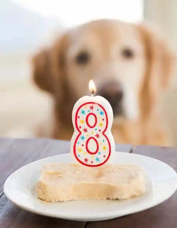 Frozen Peanut Butter-Yogurt Dog Treats [Happy 8th Birthday, Einstein!]