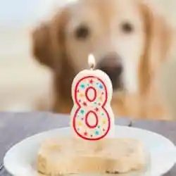 Frozen Peanut Butter-Yogurt Dog Treats [Happy 8th Birthday, Einstein!]