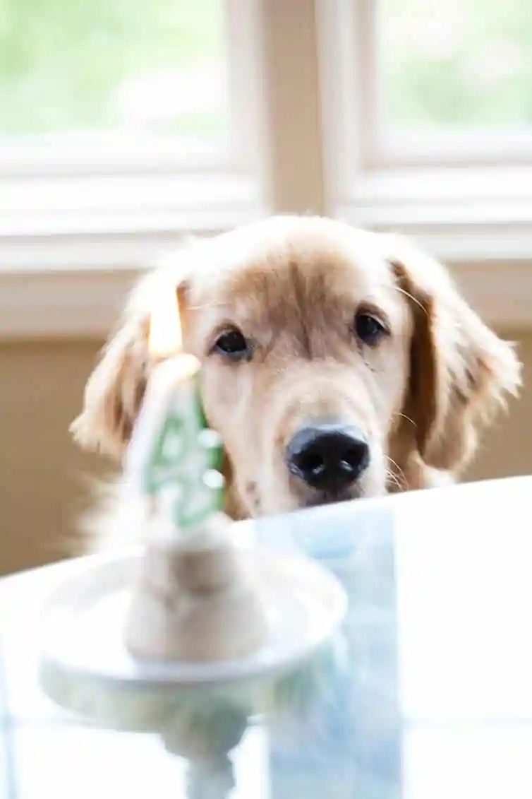 Frozen Pupcakes [Duke’s 4th Birthday!]