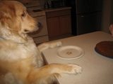 Happy 1st Birthday Einstein!