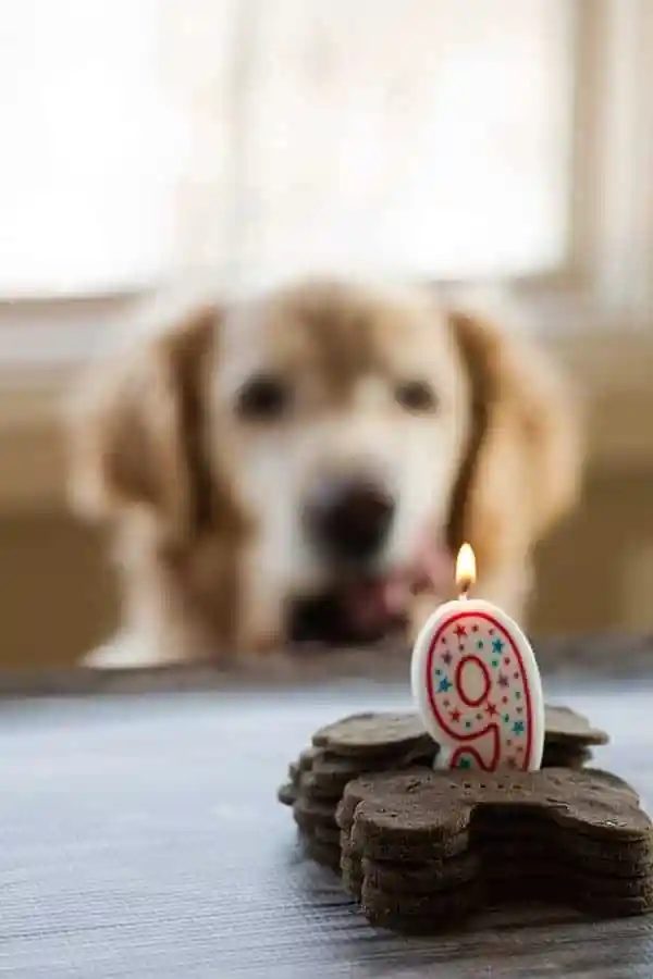 Mint Buckwheat Dog Biscuits [Happy 9th Birthday Einstein!]