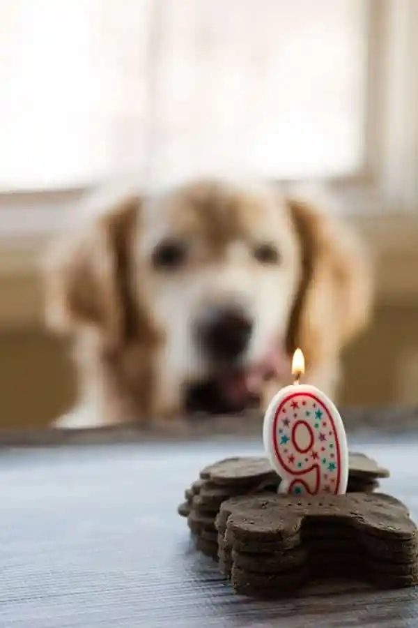 Mint-Buckwheat From-scratch Dog Treats for Einstein's 9th Birthday! |