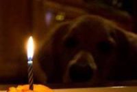 Apple and Cheddar Pupcakes Celebrate Einsteins Fourth Birthday