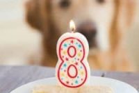 Einstein’s Big 8 Frozen Peanut Butter Yogurt Pawty Treats