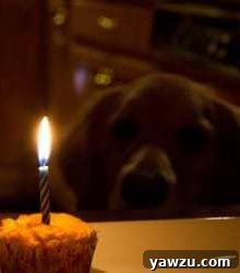 A dog looking at a cupcake with a candle in it, a perfect dog birthday treat.