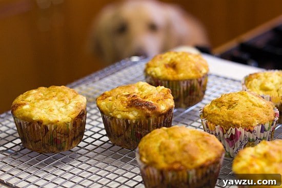 Freshly baked Apple and Cheddar Pupcakes for dogs cooling on a rack, with Einstein the golden retriever staring at them with hopeful anticipation.