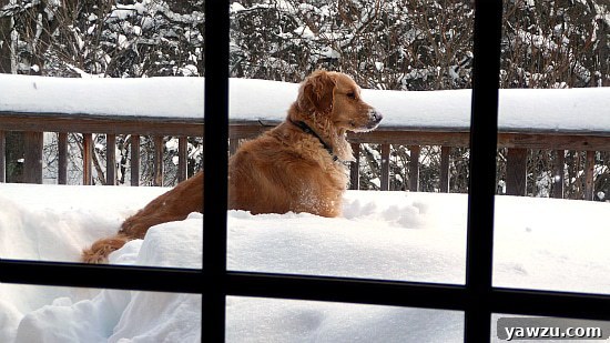 Einstein the golden retriever joyfully playing in deep snow during a winter blizzard, with snow covering his face and paws.