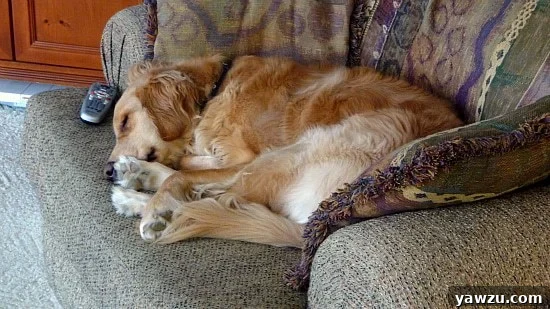 Einstein the golden retriever curled up peacefully on a soft armchair, enjoying a deep nap.