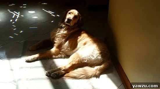 Einstein the golden retriever lying contentedly on a patch of sunlit carpet, enjoying the warmth.