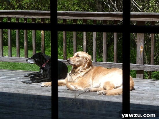 Einstein the golden retriever and another dog, Bella, relaxing together on a wooden deck during a warm summer day.