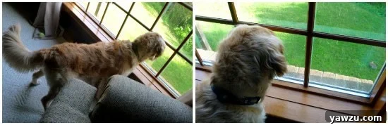 A collage of two images showing Einstein the golden retriever attentively looking out a window, seemingly reacting to something outside.