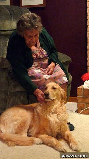 Einstein the golden retriever happily receiving gentle scratches from a family member, likely grandma, showing a strong bond.