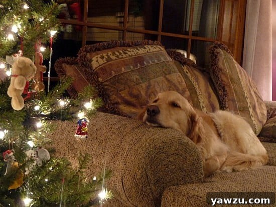 Einstein the golden retriever sitting comfortably on a chair, gazing at a beautifully decorated Christmas tree.