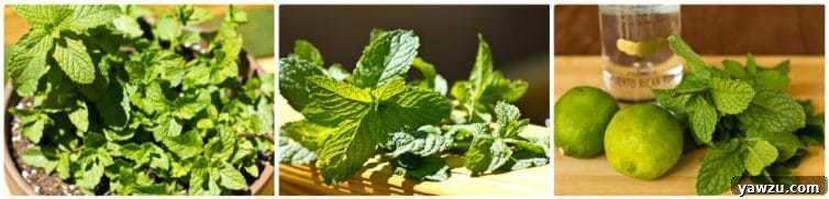 Freshly picked mint sprigs from a home garden