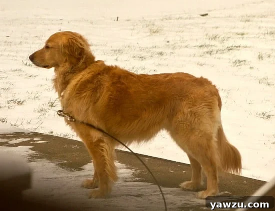 Birthday boy Golden Retriever enjoying the snow