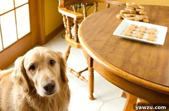 Golden Retriever looking sad and pleading for a Beef and Cheddar Dog Biscuit