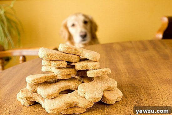 Golden Retriever looking annoyed during a photo shoot with Beef and Cheddar Dog Treats