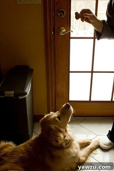 Happy Golden Retriever finally getting a Beef and Cheddar Dog Biscuit