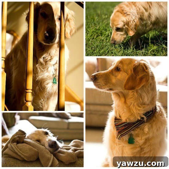 Einstein, a Golden Retriever, celebrating his 5th birthday