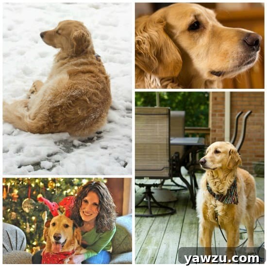 Close-up of Einstein the Golden Retriever