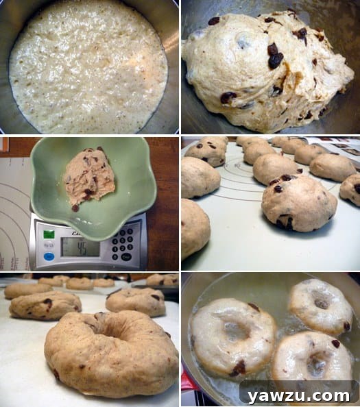 A visual guide showing a step-by-step collage of making cinnamon raisin bagels, from dough to shaping.