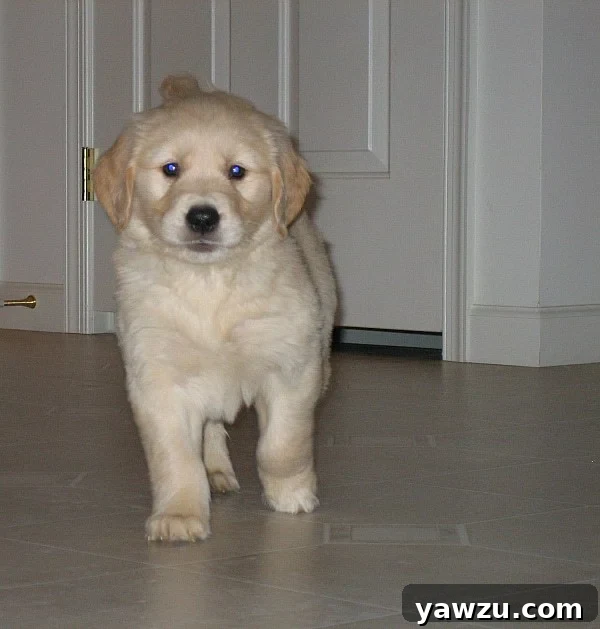 Einstein's Adorable Homecoming as a Puppy