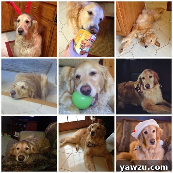 Happy Dog Einstein on His Birthday