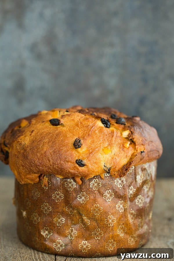 Another view of a homemade Panettone, showcasing its rich texture and cylindrical form, emphasizing its role as a delicious Italian Christmas bread.