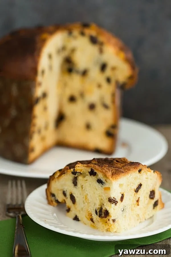 A freshly baked Panettone being carefully pierced with skewers, ready for the crucial upside-down cooling process, a key technique in traditional Panettone baking.
