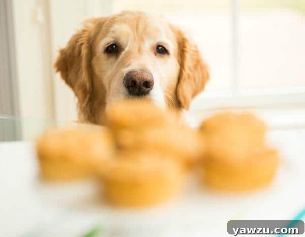 Doggie Pupcakes for Einstein's 7th Birthday