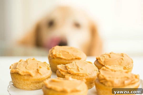 Einstein with his first birthday pupcake