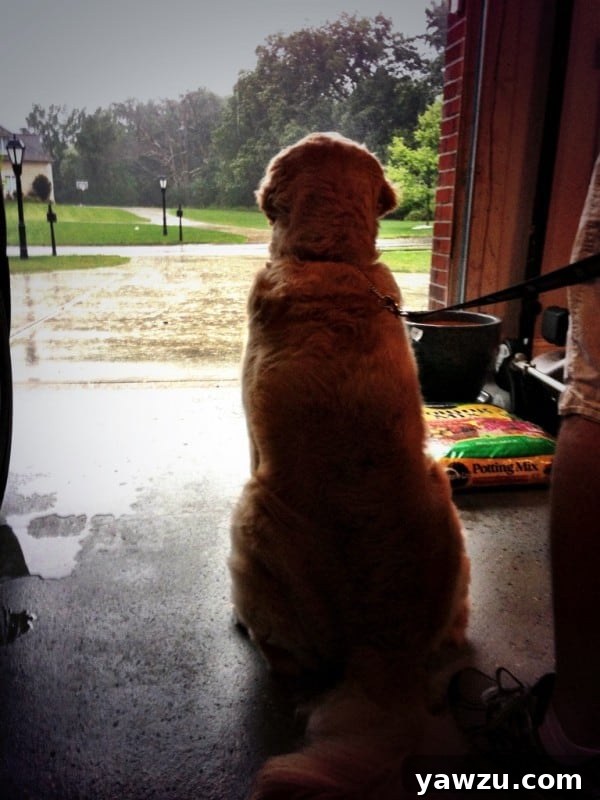 Einstein watching a storm roll in at his new digs