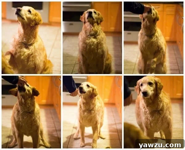 Einstein enjoying his pupcake