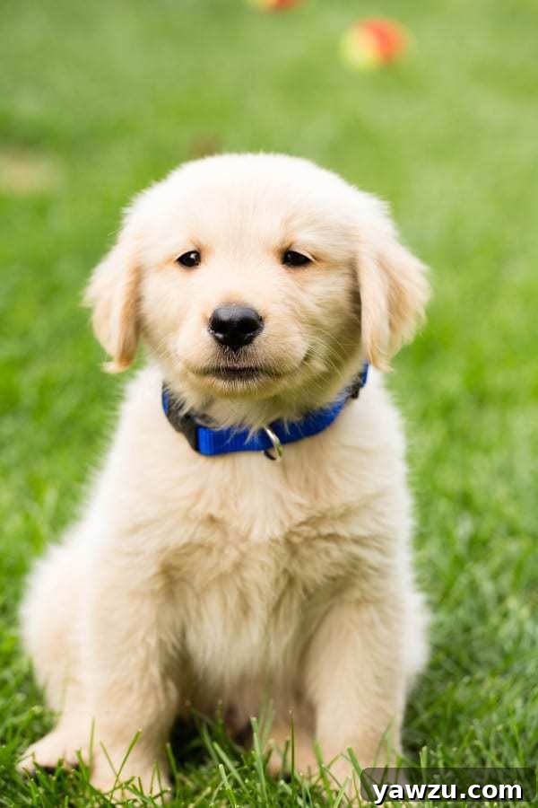 Young Duke puppy, shortly after coming home, looking adorable