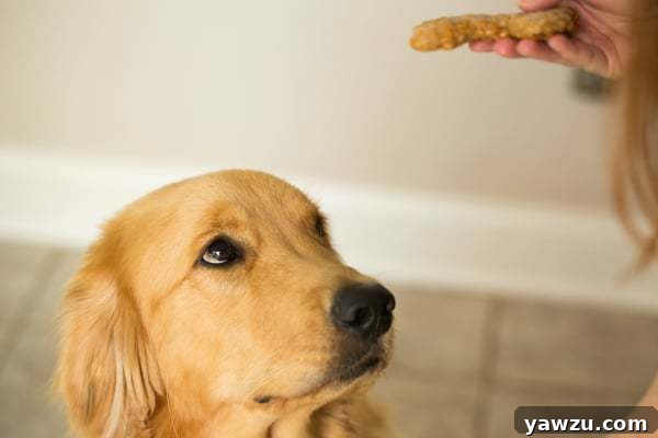 Close-up view of dough being rolled out for dog treats