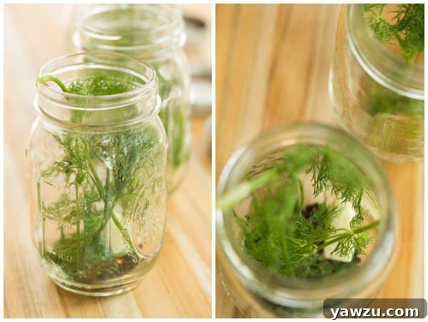 Fresh Cucumbers Ready for Quick Dill Pickles