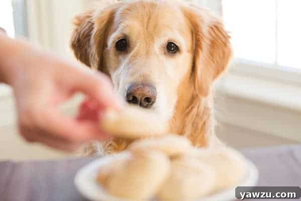 Duke sharing Einstein's birthday treat with his brother