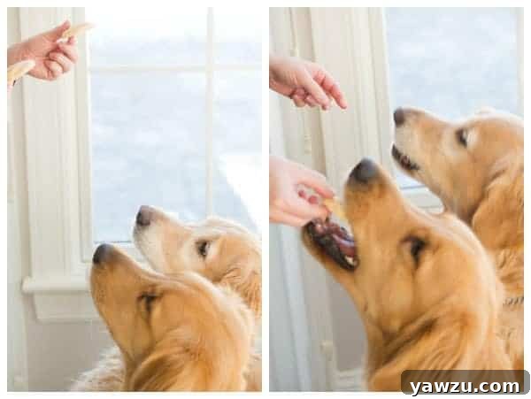 Happy Golden Retriever smiling with a treat