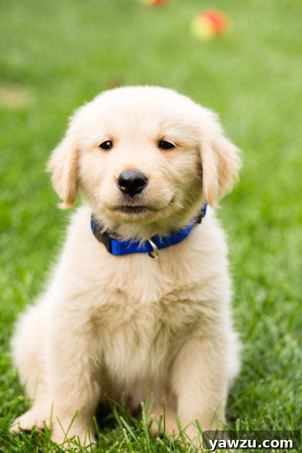 An endearing photo of Duke as a tiny, fluffy puppy, fresh to his new home