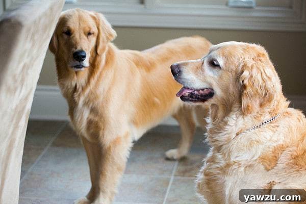 Duke the dog, with a determined expression, guarding his homemade grain-free treats from Einstein