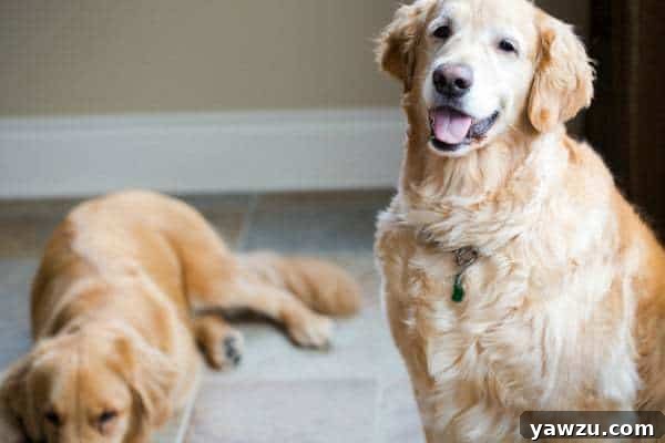 Einstein the dog looking innocent and surprised, while Duke guards the grain-free treats